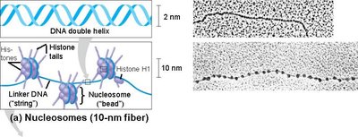 Nucleosomes and 10-nm fiber electron micrograph