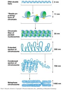 Levels of chromatin compaction from DNA double helix to metaphase chromosome