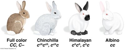 Rabbit coat color allelic series