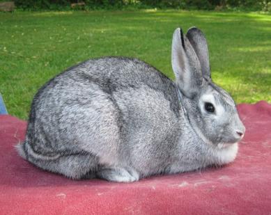 Rabbit coat color genotypes and phenotypes