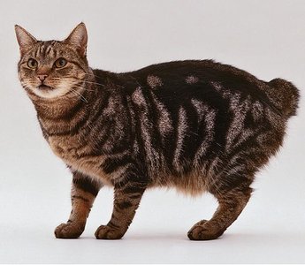 Manx cat with tailless phenotype