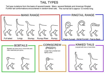 Manx cat tail types