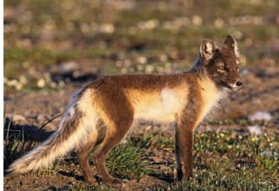 Arctic fox in summer