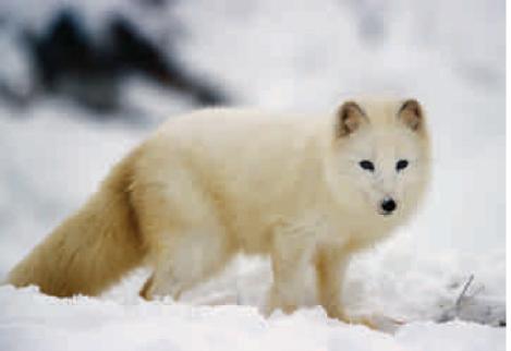Arctic fox in winter