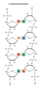 Chemical structure of DNA double helix