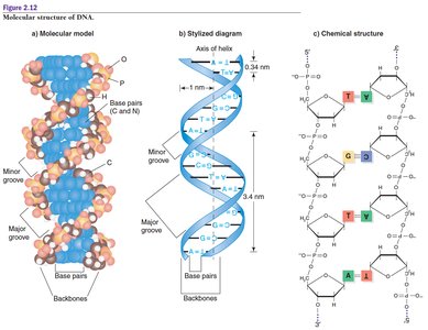 Chromosome with DNA and genes