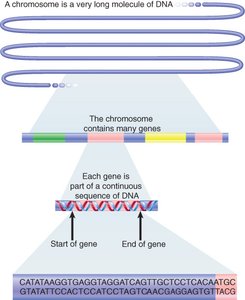 Chromosome structure and gene arrangement