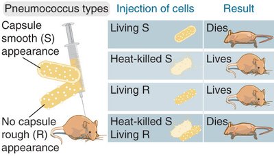 Griffith's experiment with pneumococcus types