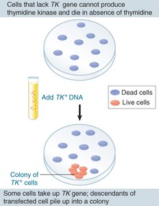 Transfection experiment with TK gene
