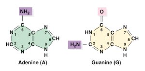 Purine structures: Adenine and Guanine