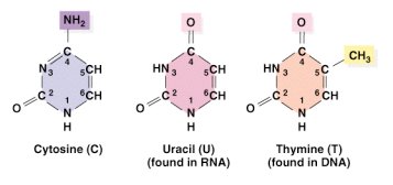 Pyrimidine structures: Cytosine, Uracil, Thymine