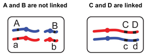 Diagram showing A and B not linked, C and D linked
