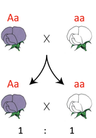 Monohybrid testcross diagram with purple and white flowers