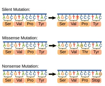 Examples of silent, missense, and nonsense mutations in a DNA sequence