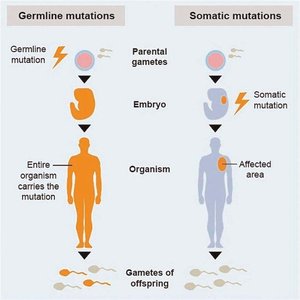Diagram comparing germline and somatic mutations and their consequences