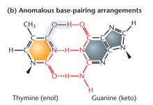 Anomalous base-pairing arrangement as a source of spontaneous mutation