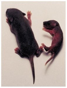 Wild-type and mutant mouse pups used in genetic studies