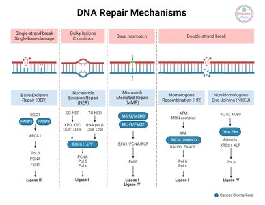 Summary table of DNA repair mechanisms, including homologous recombination and non-homologous end joining