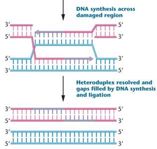Diagram of homologous recombination repair of a double-strand DNA break