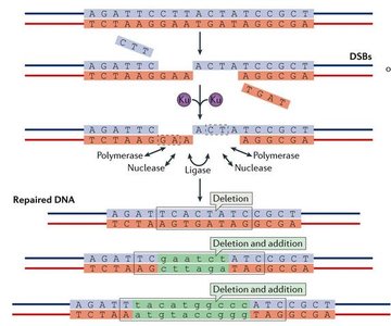 Diagram of nonhomologous end joining (NHEJ) repair of a double-strand DNA break