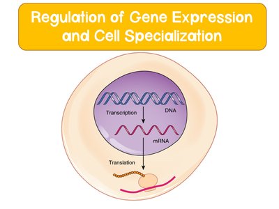Regulation of Gene Expression and Cell Specialization diagram