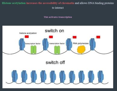 Histone acetylation and transcription activation