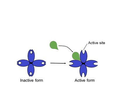 Allosteric activator mechanism