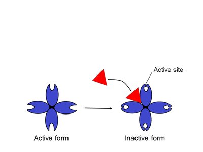 Allosteric inhibitor mechanism