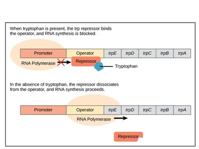 trp operon regulation diagram