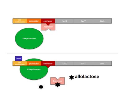 lac operon regulation diagram