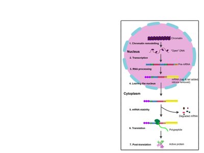Stages of eukaryotic gene expression regulation