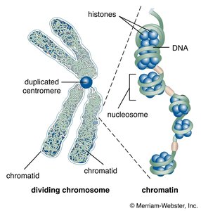 Chromatin structure and histone modification