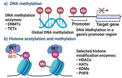 DNA methylation and histone acetylation diagram
