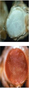Normal and abnormal eye color in Drosophila