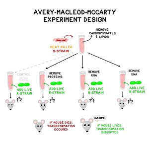 Hershey-Chase experiment summary