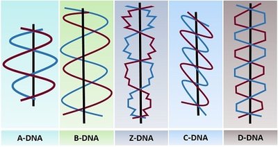 Comparison of A-DNA, B-DNA, Z-DNA, C-DNA, and D-DNA helices