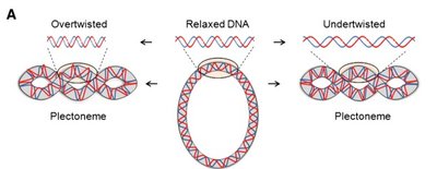 Supercoiling during DNA replication and transcription