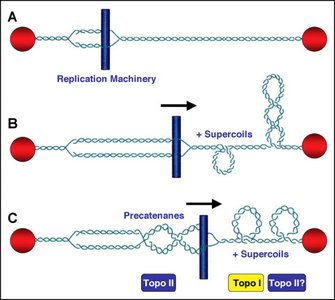 Topoisomerase action during DNA replication