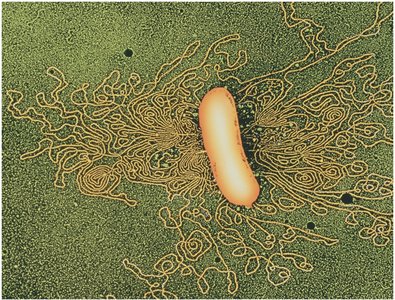Escherichia coli with DNA released by osmotic shock