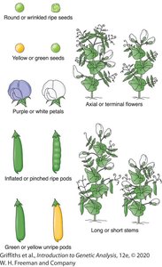 Mendelian traits in pea plants