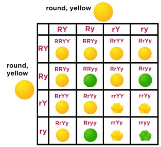 Dihybrid Punnett square for round/yellow and wrinkled/green peas