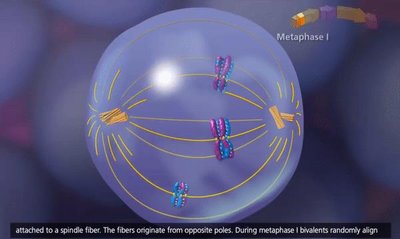 Metaphase I showing independent assortment of chromosomes
