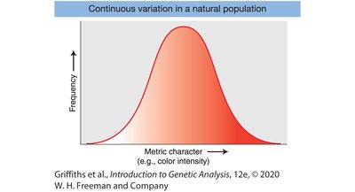 Continuous variation in a natural population