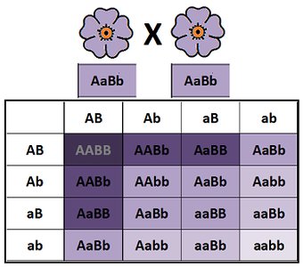 Polygenic inheritance example with pigment production