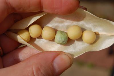 Wrinkled and green pea phenotype
