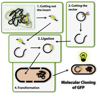 Diagram of molecular cloning steps