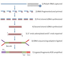 Workflow of RNA-Seq, from RNA capture to sequencing