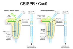 Diagram of CRISPR/Cas9 genome editing mechanism