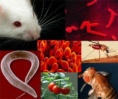 Collage of model organisms used in genetics