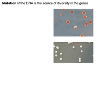Bacterial colonies with different colors, demonstrating mutation as a source of genetic diversity